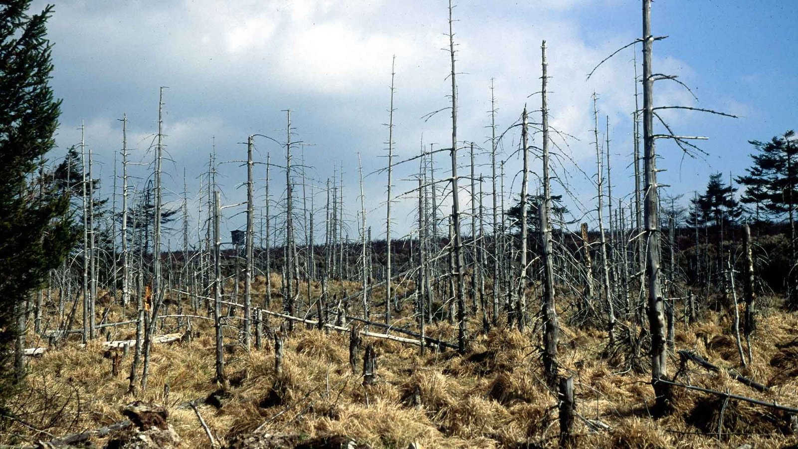 Nguyên nhân hình thành mưa axit