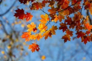 Mùa Thu Bắt Đầu Vào Tháng Mấy? Thời Gian Và Đặc Điểm