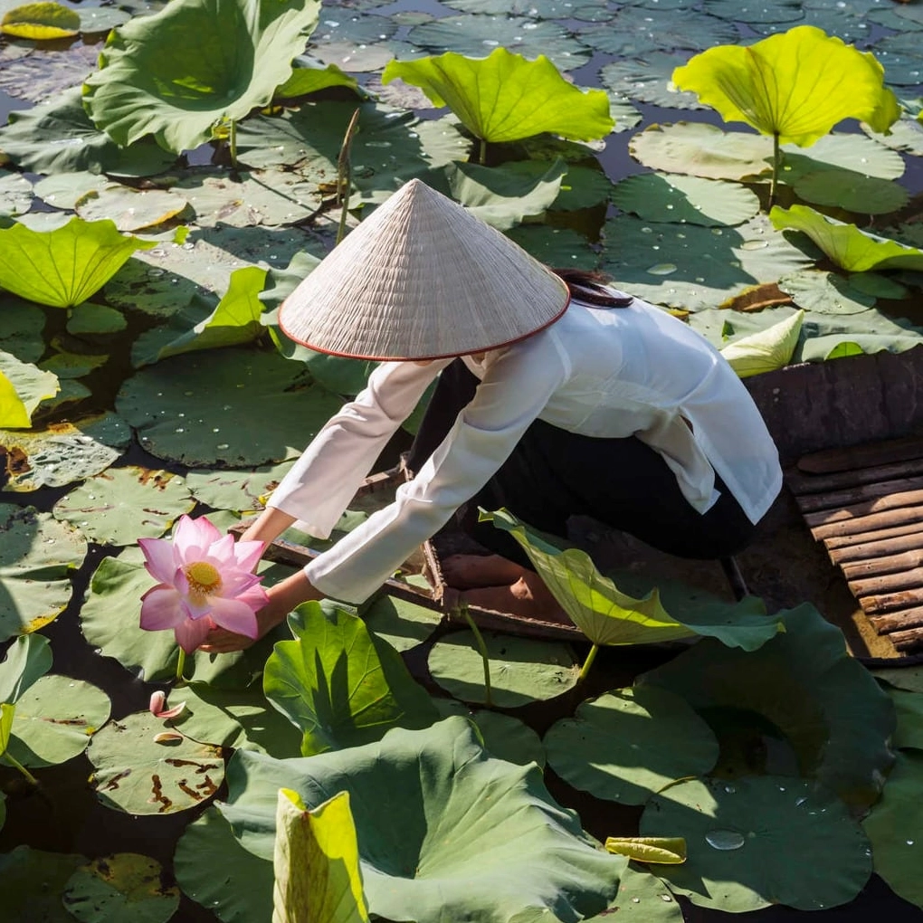 Đi thuyền hái sen tại khu du lịch Đồng Sen Tháp Mười