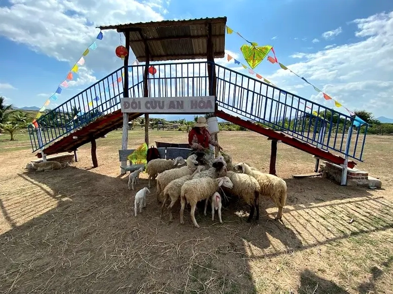 Đồng Cừu An Hòa là địa điểm du lịch Phan Rang mới nổi được nhiều du khách yêu thích khi đến Ninh Thuận