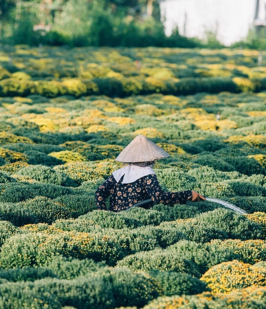 Hoa tại Làng hoa Sa Đéc ngày cận Tết