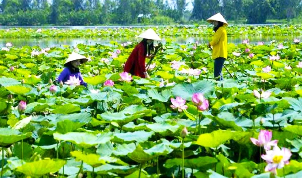 Khu bảo tồn đất ngập nước Láng Sen