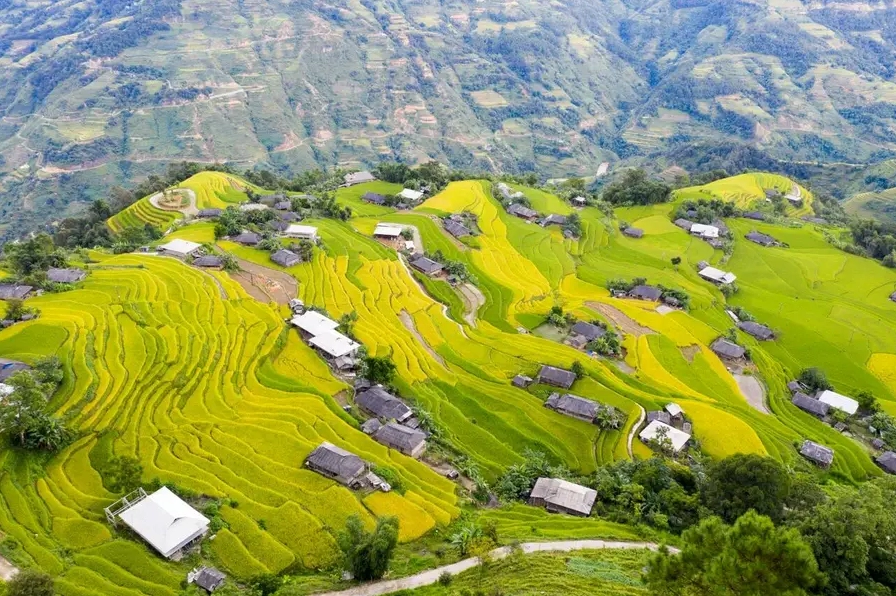 Mùa vàng Hoàng Su Phì là điểm nhấn thú vị trong chuyến khám phá các địa điểm du lịch Hà Giang