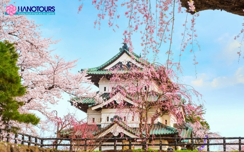 Ngắm hoa anh đào khi du lịch Osaka mùa xuân