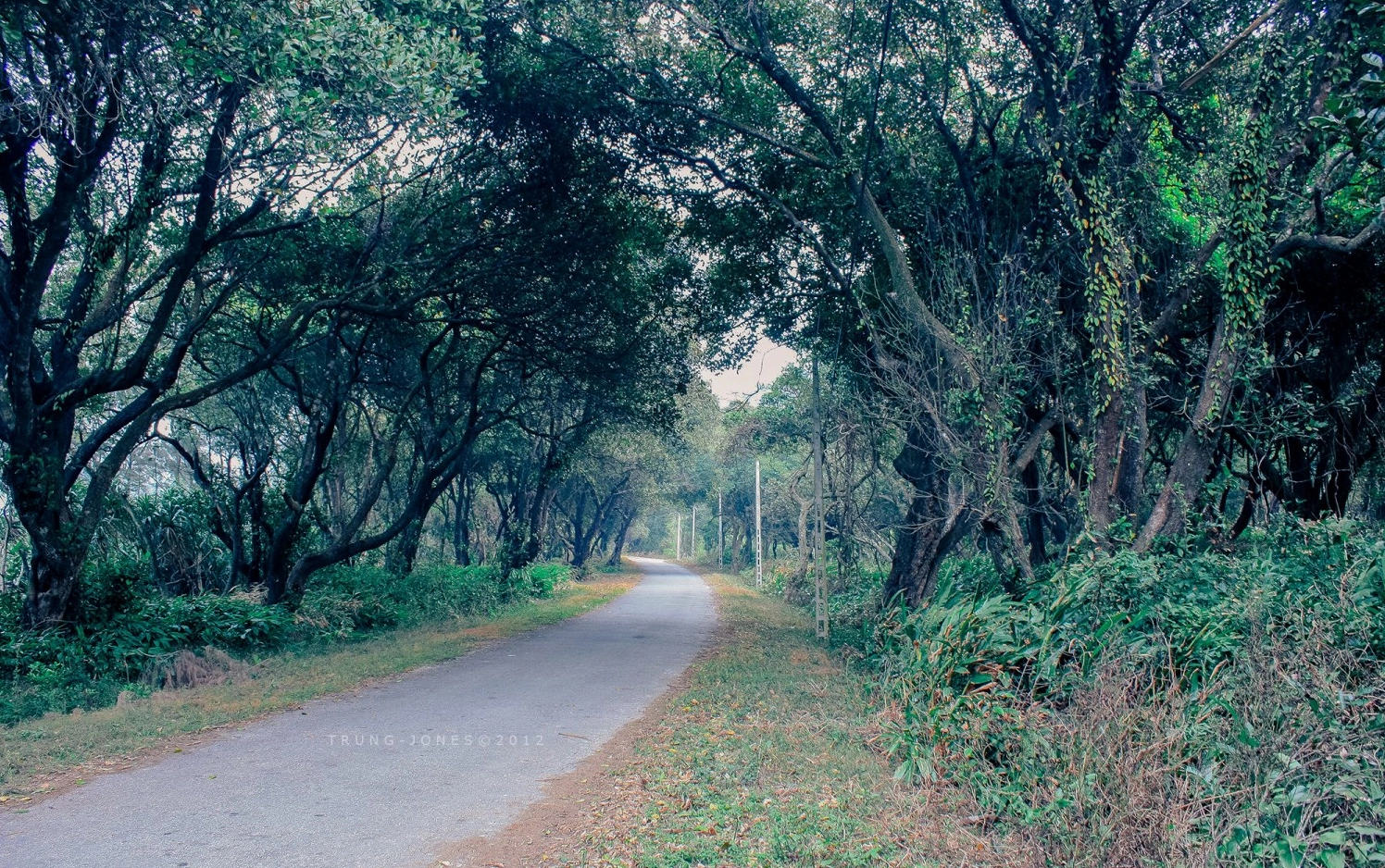 Rừng nguyên sinh tại Cô Tô