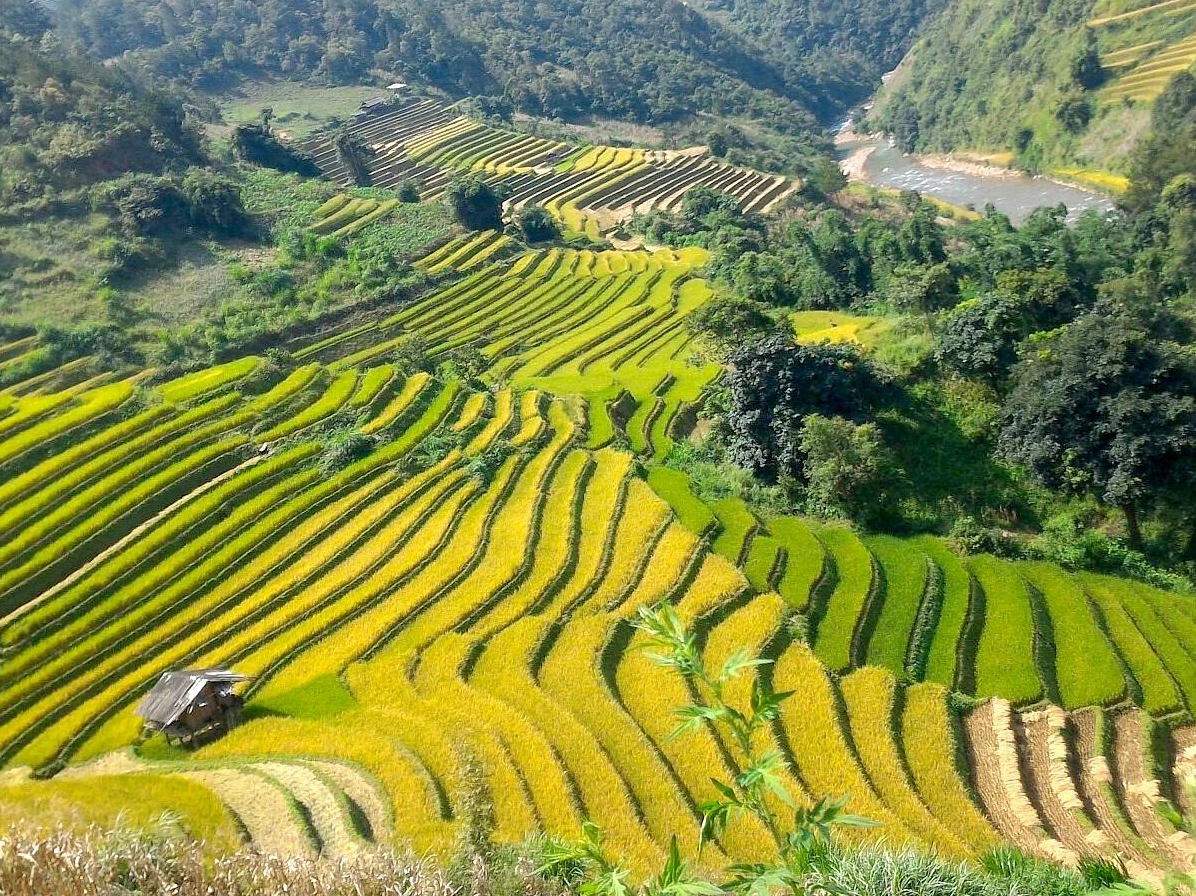 ruộng bậc thang tại Mù Cang Chải