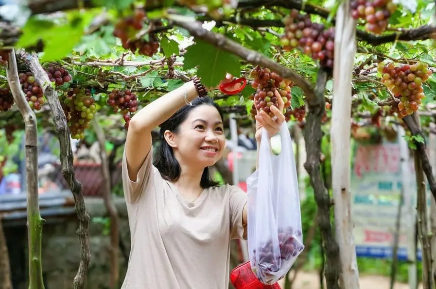 Vườn nho Ba Mọi là địa điểm du lịch Phan Rang dành cho những ai yêu thích du lịch nông nghiệp và văn hoá địa phương