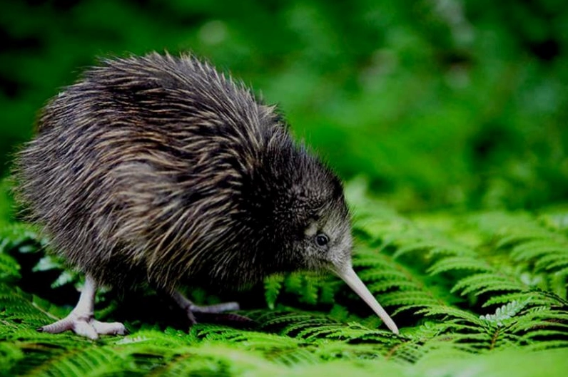 Chim Kiwi là nguồn gốc tên gọi “xứ sở Kiwi” của New Zealand