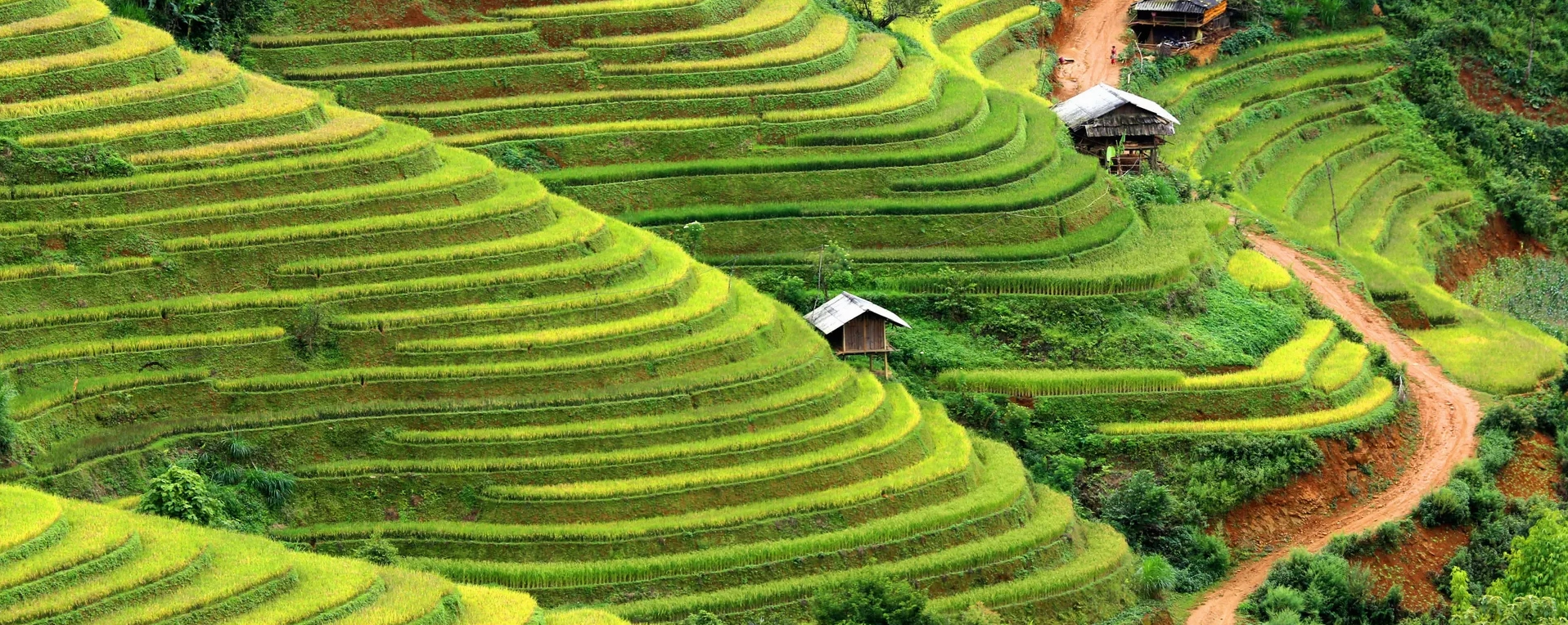 Những đồng lúa xanh tươi, một nét đặc trưng của Việt Nam