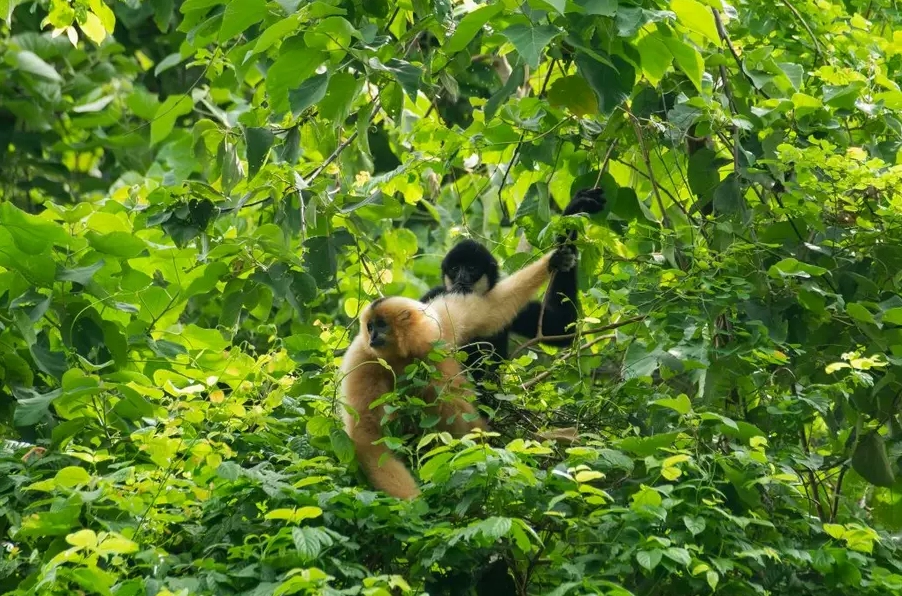 Rừng Cúc Phương