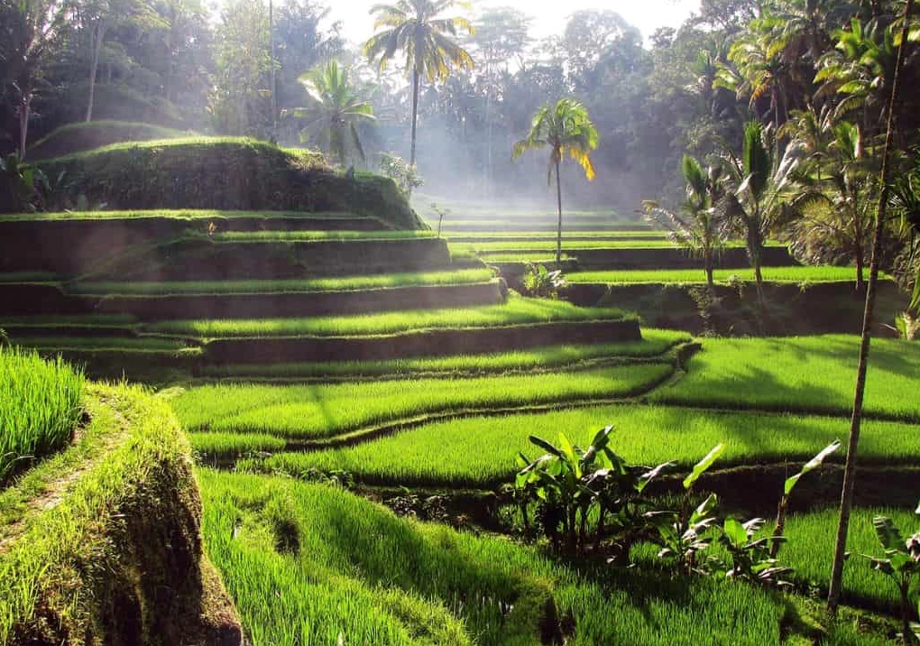 Ruộng bậc thang ở Bali - nét đẹp đặc trưng của Bali ở nước nào