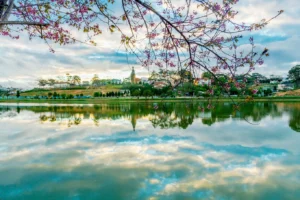 Tam Đảo Là Ở Đâu? Khám Phá Vùng Đất Sương Mờ Chỉ Cách Hà Nội 80km!