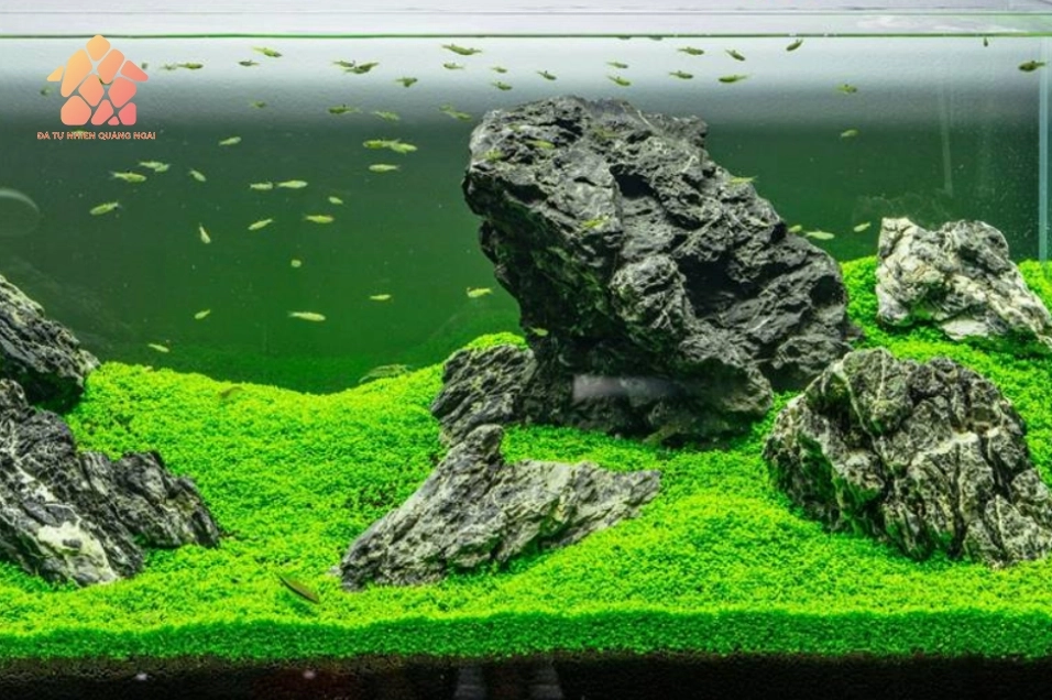 Đá trang trí bể cá