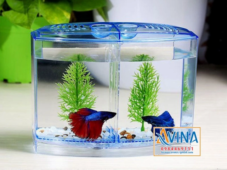Bể cá thủy sinh mini trang trí