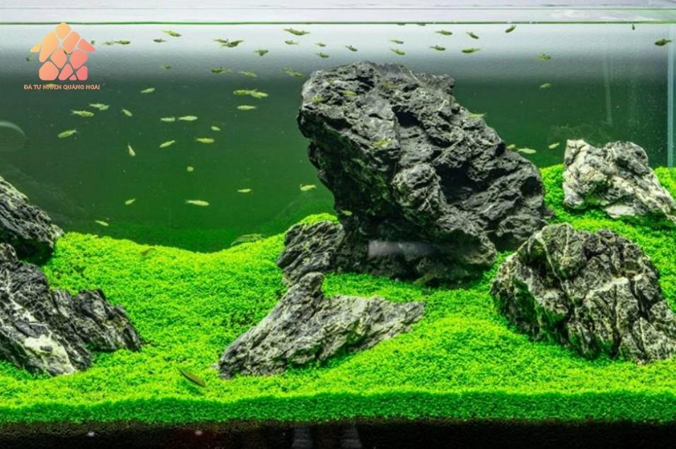 Các loại đá trang trí bể cá