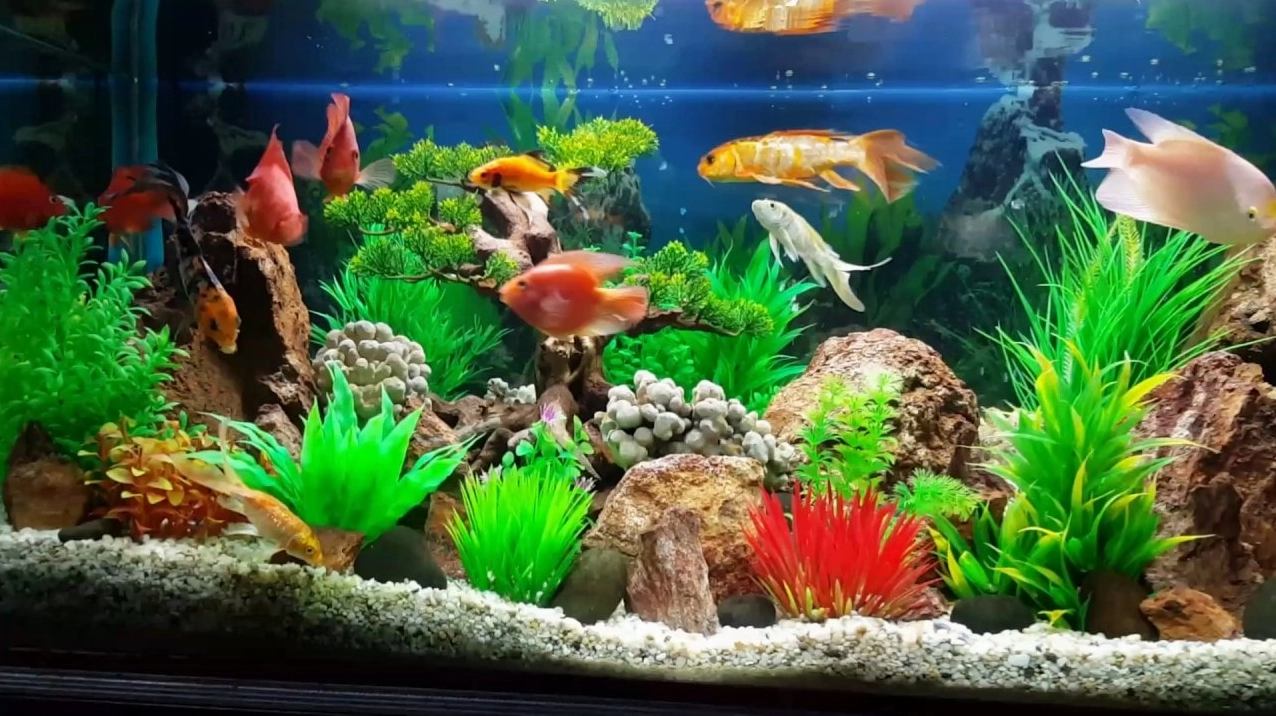 Cách trang trí hồ cá bằng sỏi