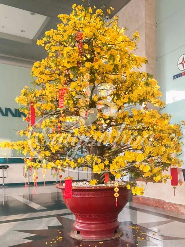 Cây mai cảnh trưng Tết