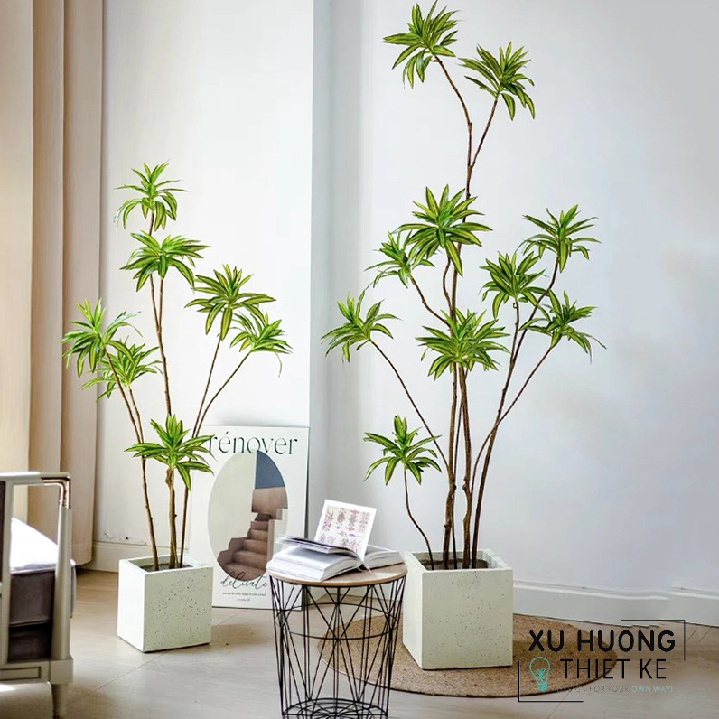 Cây thủy trúc giả