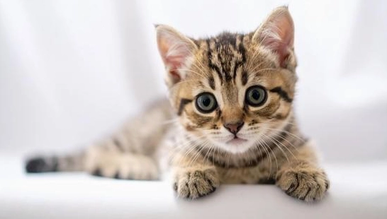 Chân dung mèo con tabby