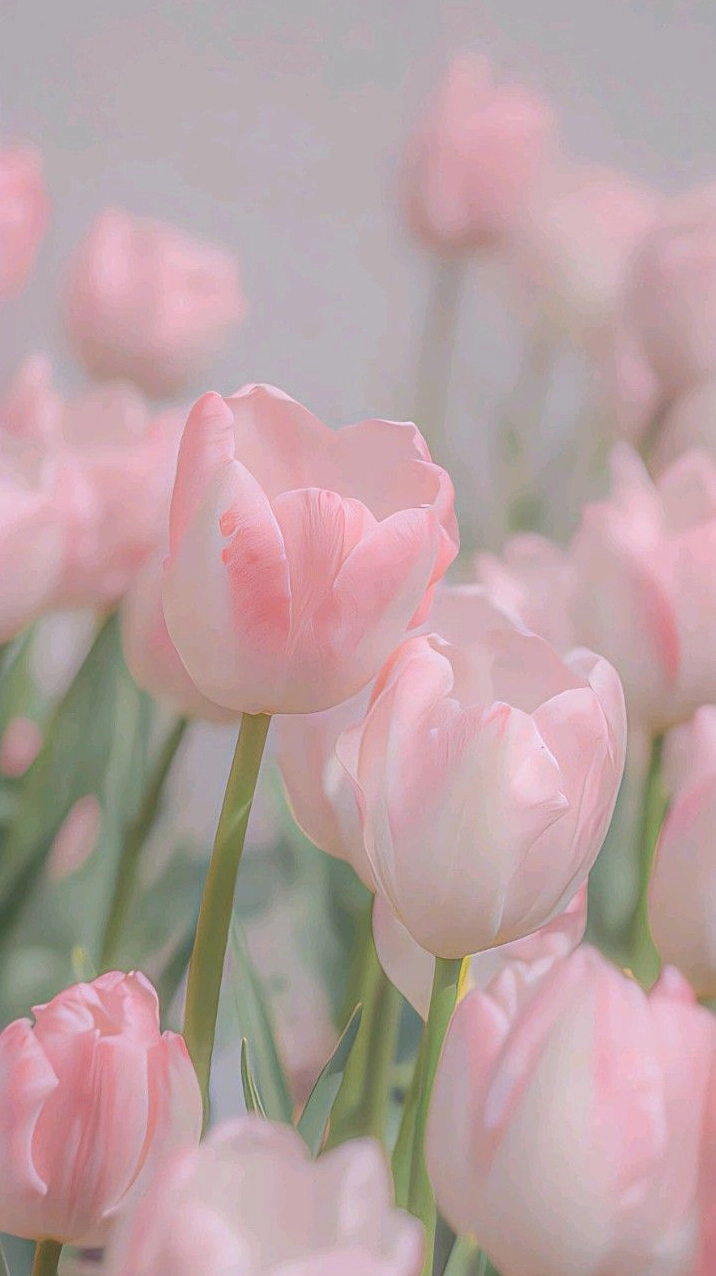 Chùm hoa tulip nở rộ
