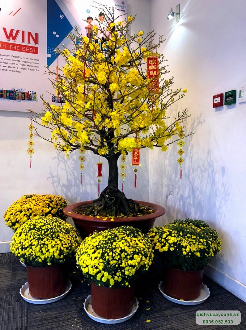 Dịch vụ cho thuê mai Tết