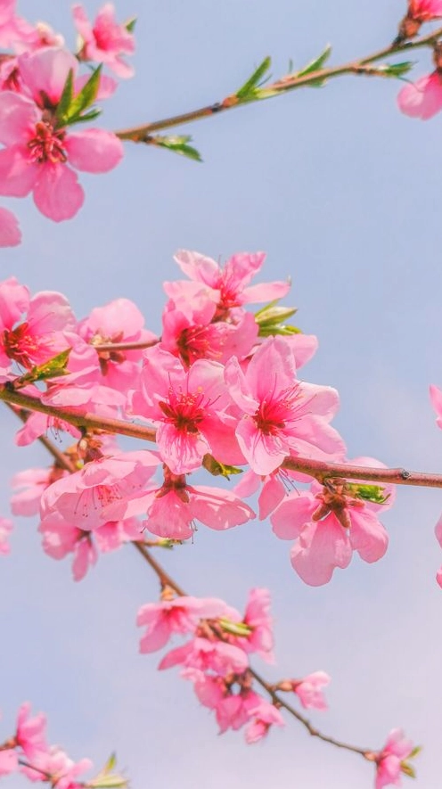 Hình nền hoa anh đào hồng trên nền trời xanh