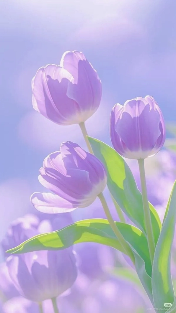 Hình nền hoa tulip chill