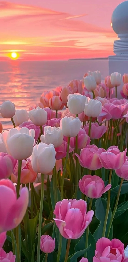 Hình nền hoa tulip sắc nét