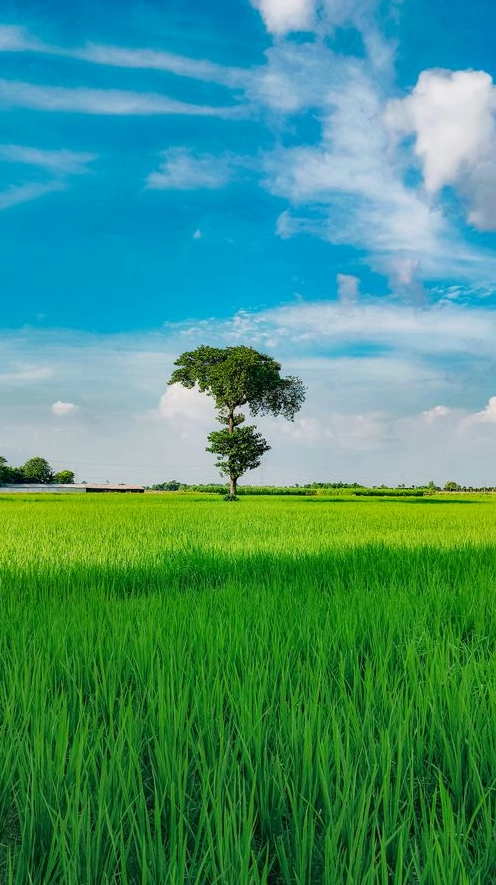 Hình nền phong cảnh cây cô đơn giữa đồng