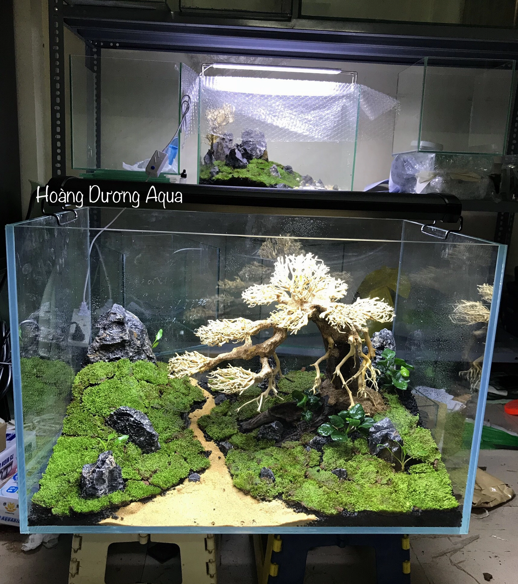 Hồ cá cảnh đẹp