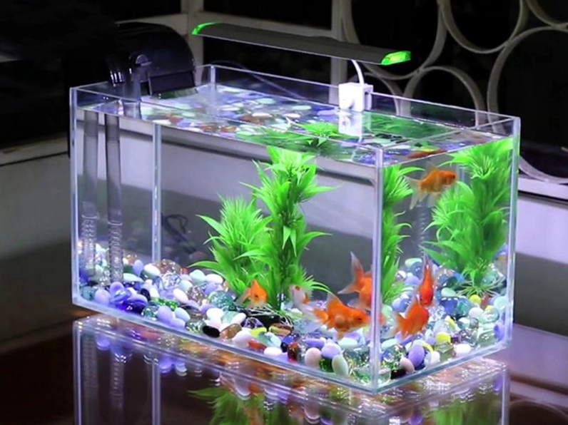 Hồ cá mini đẹp