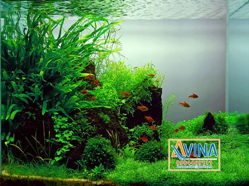 Layout tự nhiên trang trí hồ cá