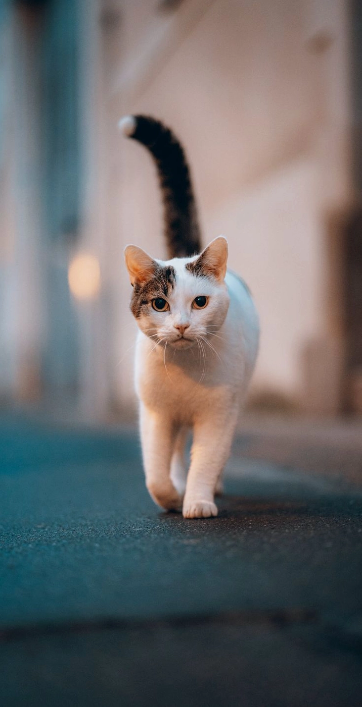 Mèo Anh lông ngắn đáng yêu