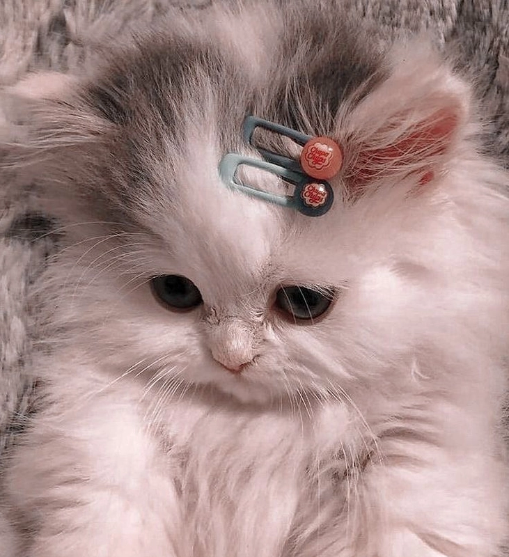 Mèo con chơi đùa