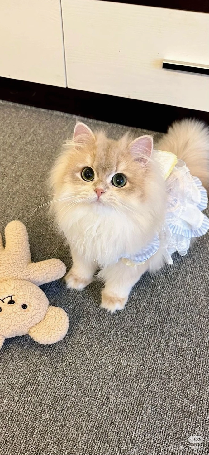 Mèo con nhìn thẳng