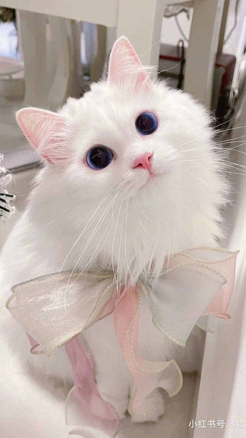 Mèo munchkin chân ngắn