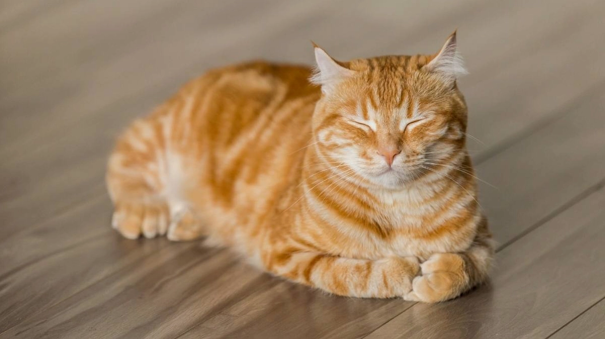 Mèo Sphinx độc đáo