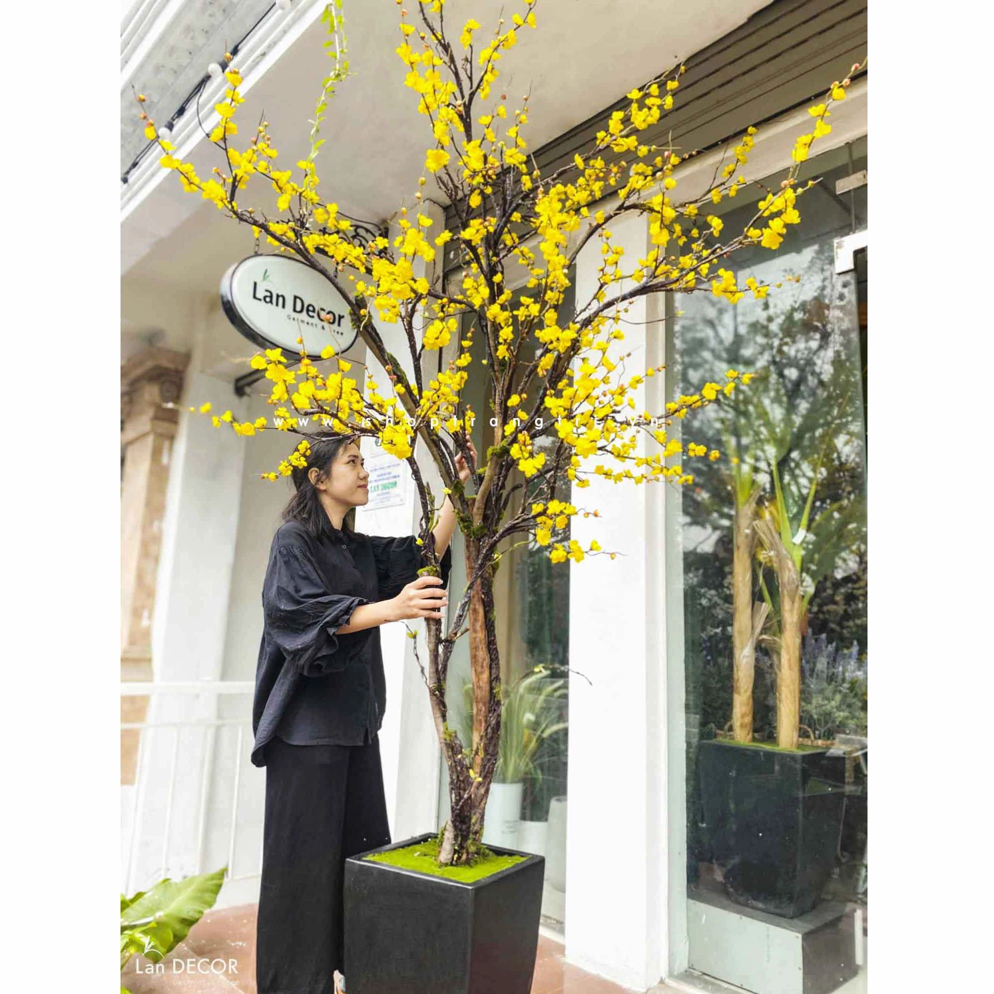 Đồ trang trí Tết cây quất