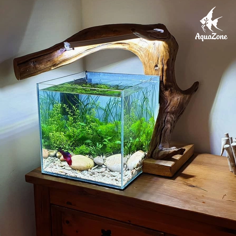 Rải sỏi trắng trang trí đáy bể cá