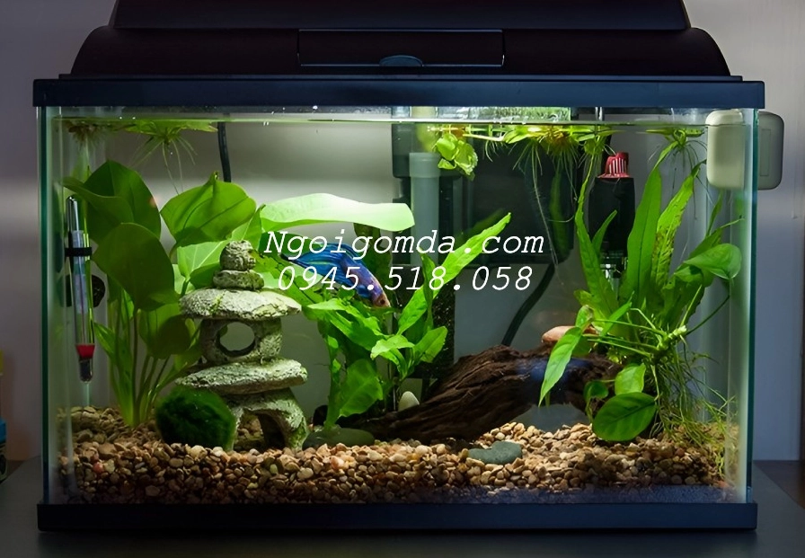 Sỏi trang trí hồ cá đẹp