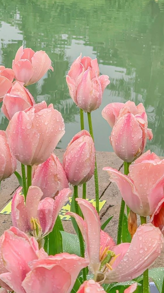 Thảm hoa tulip rực rỡ