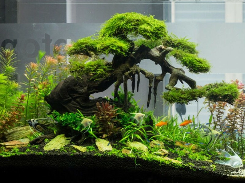 Trang trí hồ cá 9