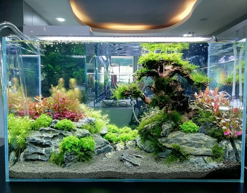 Trang trí hồ cá thủy sinh
