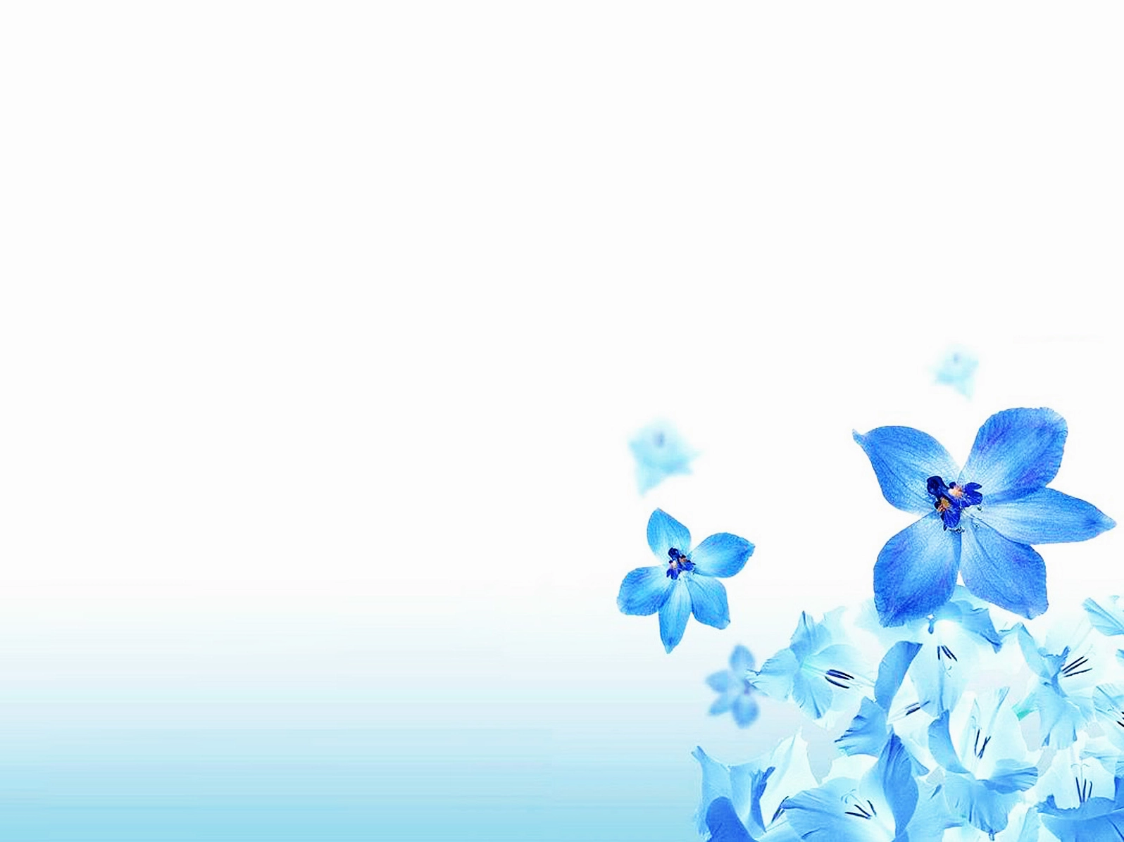 Trang trí PowerPoint với hoa lan